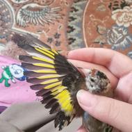 چهارعدد سهره پاهاش کلندسفیدهمش یکجا 3نیم