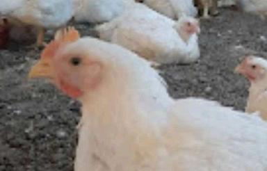 فروش مرغداری 20000 متر در زاویه کد5752