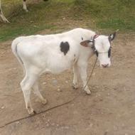 گاوسمینتال 5