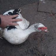 اردک اسرائیلی