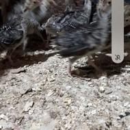 جوجه بوقلمون نژاد برنز