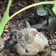 مرغ محلی اصیل و لخت گردن