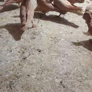 تعدادی زردکرمونی فروشی