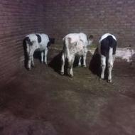 سه عدد گوساله سیمینتال ناب