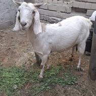 بز ماده دوقلو زا آبستن