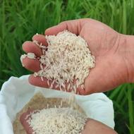 برنج/هاشمی اشرفیه گیلان مستقیم از کشاورز