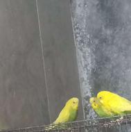 مرغ عشق های سالم و سرحال مفت