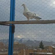 کبوتر گرفتنی ماده پریشی