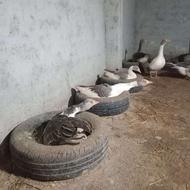 غاز تخمگذار