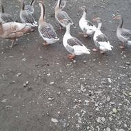 فروش غاز سالم