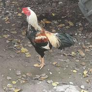 مرغ محلی 15عدد