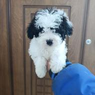 واگذاری پودل عروسکی