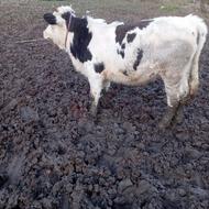 گوساله نر سیمنتال جنس دار قلمه دار