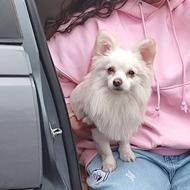 سگ اصیل...........