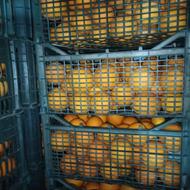 پرتقال تامسون انباری