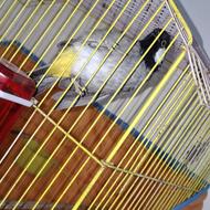 بلبل فول دستی