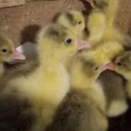 جوجه غازهای دورگه 7روزه زیر پردراومده