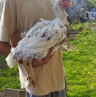 مرغ لاری یه سر اوشامو دانگ بالا