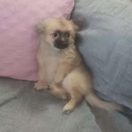 توله ..................