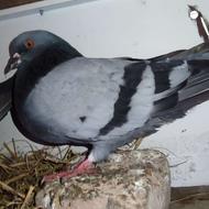 کبوتر گمشده