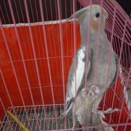 طوطی‌عروس‌زیبا