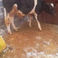 گوساله نر درجه یک جنس بالا