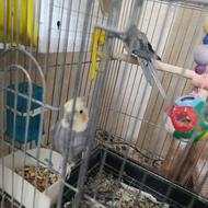 عروس هلندی نرو ماده