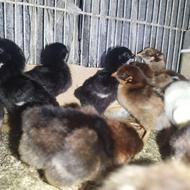 جوجه محلی درجه یک 8روزه