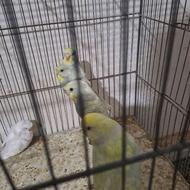 عروس هلندی/مرغ عشق/ قناری