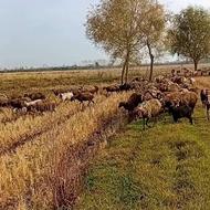 40عددگوسفند