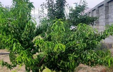 باغچه در دشت ارژن