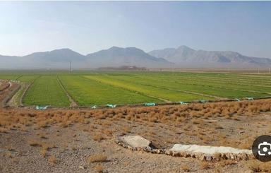 فروش زمین زراعی 1هکتار
