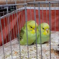 مرغ عشق انگلیس