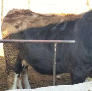 گاو سیاه سالم