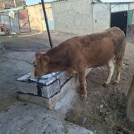 دوتا آبستن یکی6ماهه