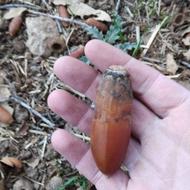 بلوط تازه و درشت