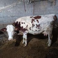 گاو و گوساله ماده