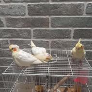 عروس هلندی و جوجه عروس هلندی