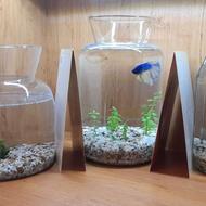 ماهی فایتر همراه با تنگ و گیاه طبیعی