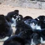 فروش جوجه های مشکی