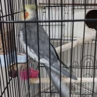 عروس هلندی نر و ماده