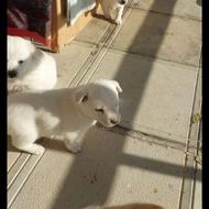 واگذاری سگ و توله پا کوتاه