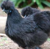 مرغ وخروس ابریشمی سیاه