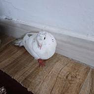 کبوتر مستی هست