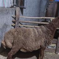 فروش نر بره چاق