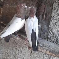 دورنگنروماده ...