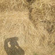 کاه سراچین کولش