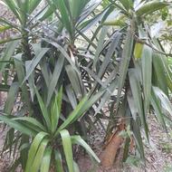 گلهای مقاوم