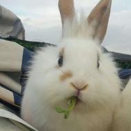 بچه خرگوش خاص ومهربون دونژاده و2ونیم ماهه باجنسیت نامشخص