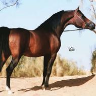 فروش چند راس اسب عرب